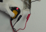 IDEAL Alligator Plug Lighting Adaptor